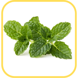 Menta (ramal)