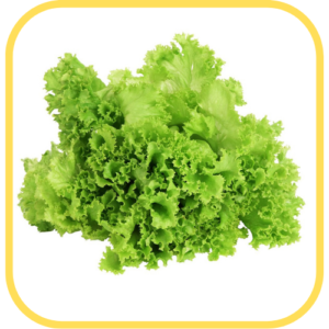 Lechuga crespa (unidad)