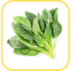 Espinaca