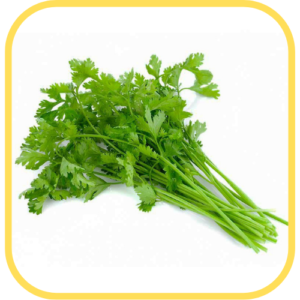 Cilantro