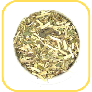 Verbena